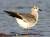 laughing gull
