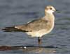 laughing gull