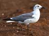 laughing gull