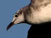 laughing gull
