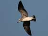 laughing gull