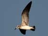 laughing gull