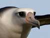 laysan albatross