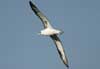 laysan albatross