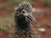 laysan albatross