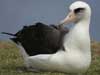 laysan albatross