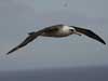 laysan albatross