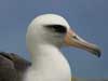 laysan albatross