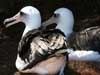laysan albatross