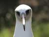 laysan albatross