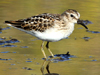 least sandpiper