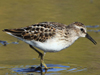 least sandpiper