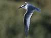 least tern