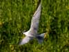least tern