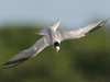 least tern