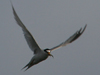 least tern