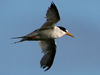 least tern