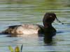lesser scaup