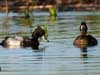 lesser scaup