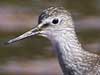 lesser yellowlegs