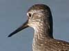 lesser yellowlegs
