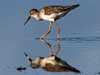 lesser yellowlegs