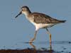 lesser yellowlegs