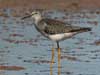 lesser yellowlegs