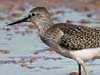 lesser yellowlegs
