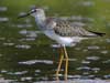 lesser yellowlegs