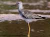 lesser yellowlegs