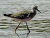 lesser yellowlegs