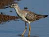 lesser yellowlegs