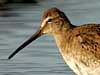 long-billed dowitcher