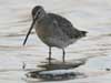 long-billed dowitcher