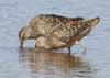 long-billed dowitcher