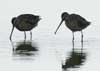 long-billed dowitcher