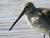 long-billed dowitcher