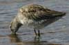 long-billed dowitcher
