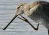 long-billed dowitcher