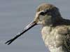 long-billed dowitcher