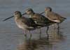 long-billed dowitcher