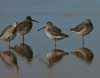 long-billed dowitcher