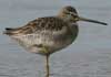 long-billed dowitcher