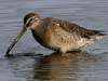 long-billed dowitcher