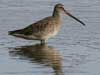 long-billed dowitcher