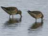 long-billed dowitcher