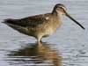 long-billed dowitcher