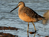long-billed dowitcher