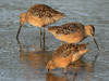 long-billed dowitcher